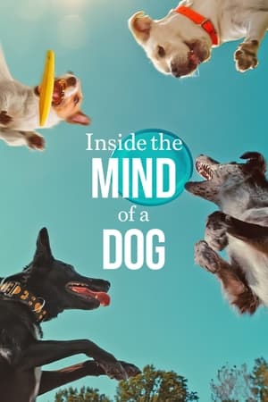 Inside the Mind of a Dog 2024 Hindi Dual Audio HDRip 1080p – 720p – 480p Inside the Mind of a Dog 2024 Hindi Dual Audio HDRip 1080p – 720p – 480p